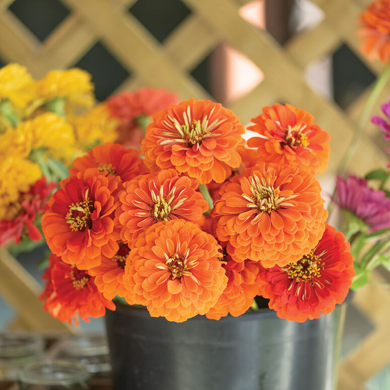 Zinnia Variety: Giant Orange, Giant Golden Yellow, Giant Deep Red, Giant White (40 seeds for each variety x4)