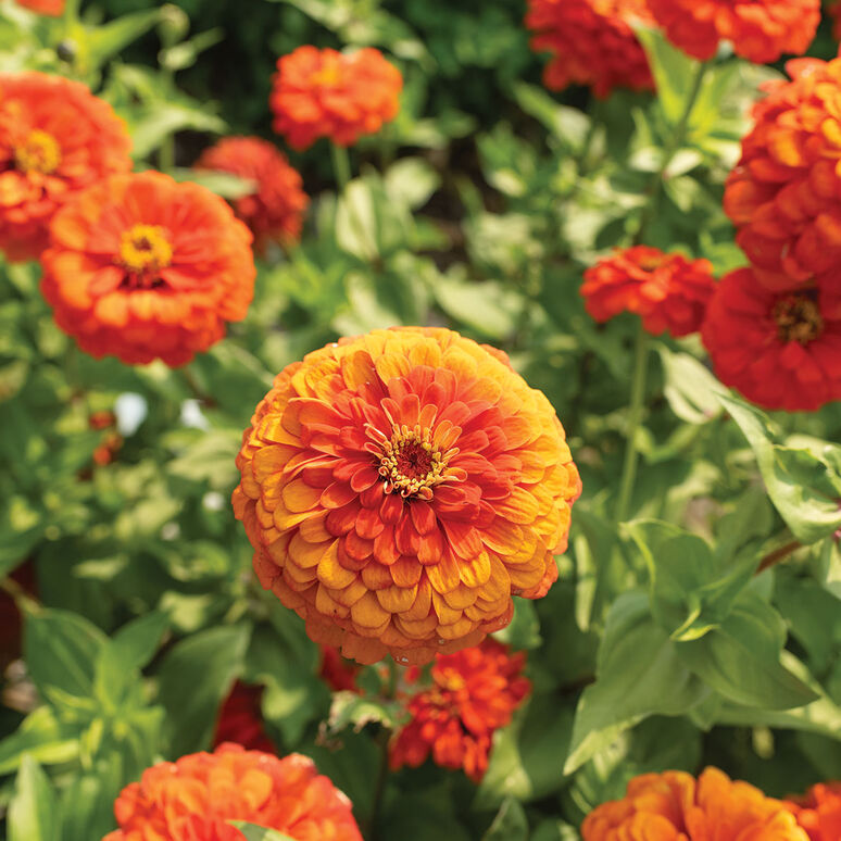 Zinnia Variety: Giant Orange, Giant Golden Yellow, Giant Deep Red, Giant White (40 seeds for each variety x4)