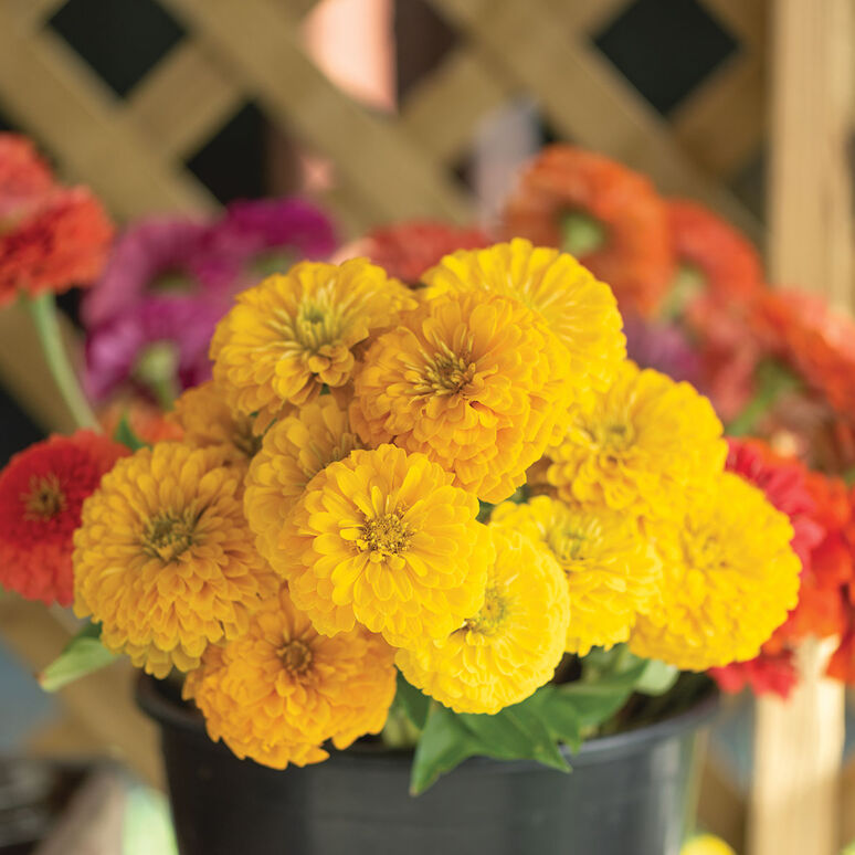 Zinnia Variety: Giant Orange, Giant Golden Yellow, Giant Deep Red, Giant White (40 seeds for each variety x4)