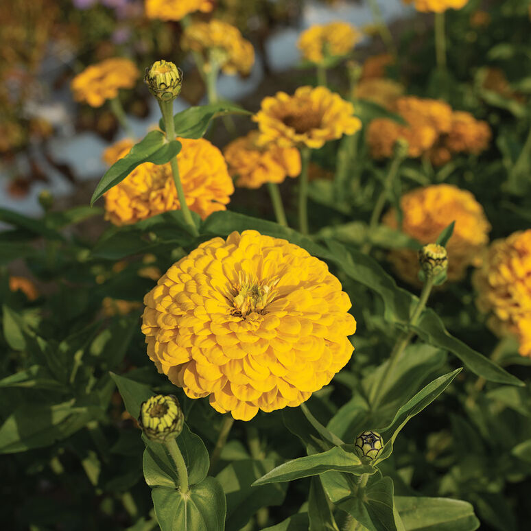 Zinnia Variety: Giant Orange, Giant Golden Yellow, Giant Deep Red, Giant White (40 seeds for each variety x4)