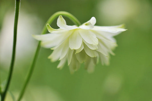 Columbine Lime Sorbet seeds