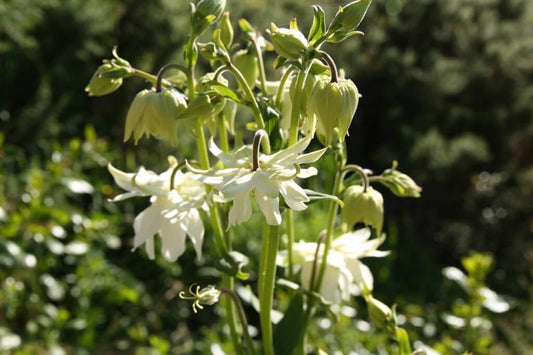 Columbine Lime Sorbet seeds