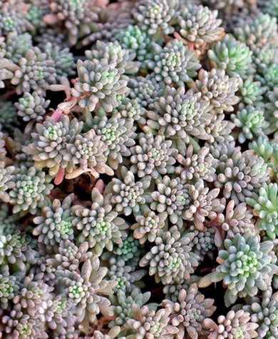 Sedum Tiny buttons Succulent seeds