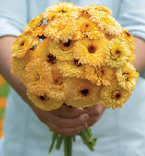 Calendula Apricot Beauty seeds