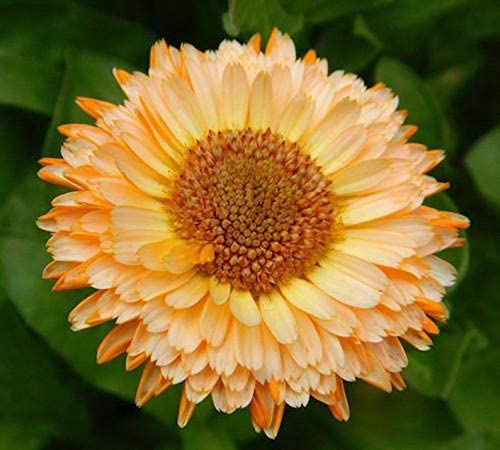 Calendula Apricot Beauty seeds