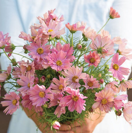 Cosmos Apricotta seeds