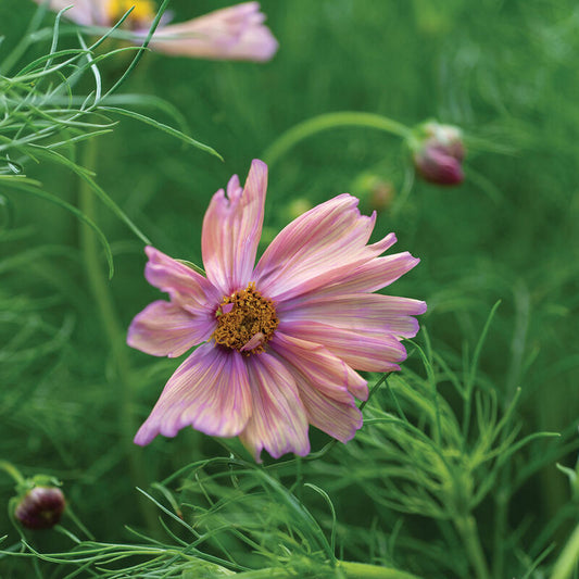 Cosmos Apricotta seeds