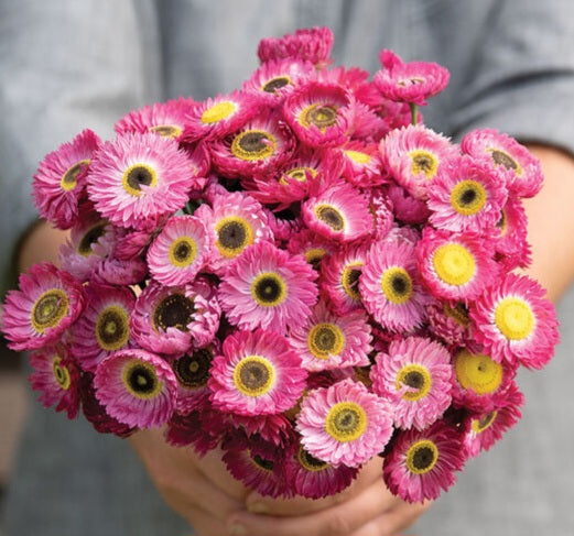 40 Helipterum Pierrot Red Paper Daisy seeds