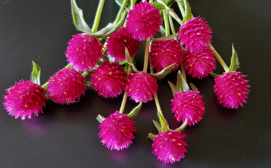 Gomphrena Carmine seeds