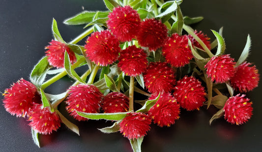 Gomphrena Strawberry Fields seeds