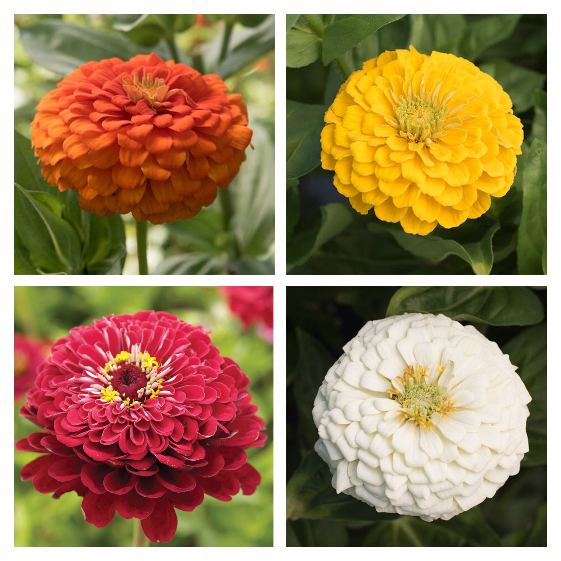 Zinnia Variety: Giant Orange, Giant Golden Yellow, Giant Deep Red, Giant White