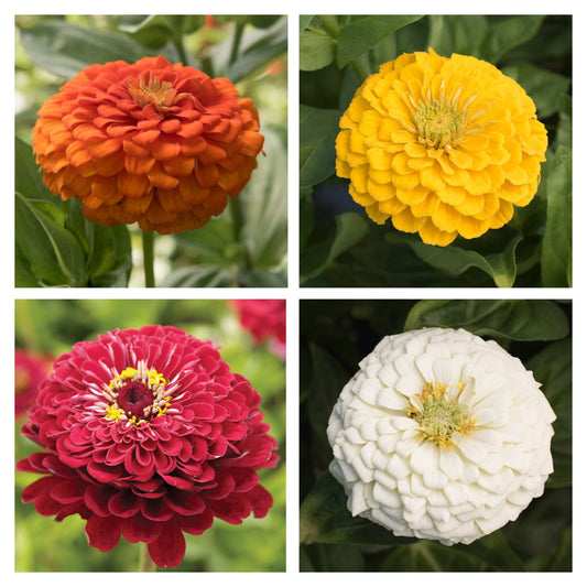 Zinnia Variety: Giant Orange, Giant Golden Yellow, Giant Deep Red, Giant White