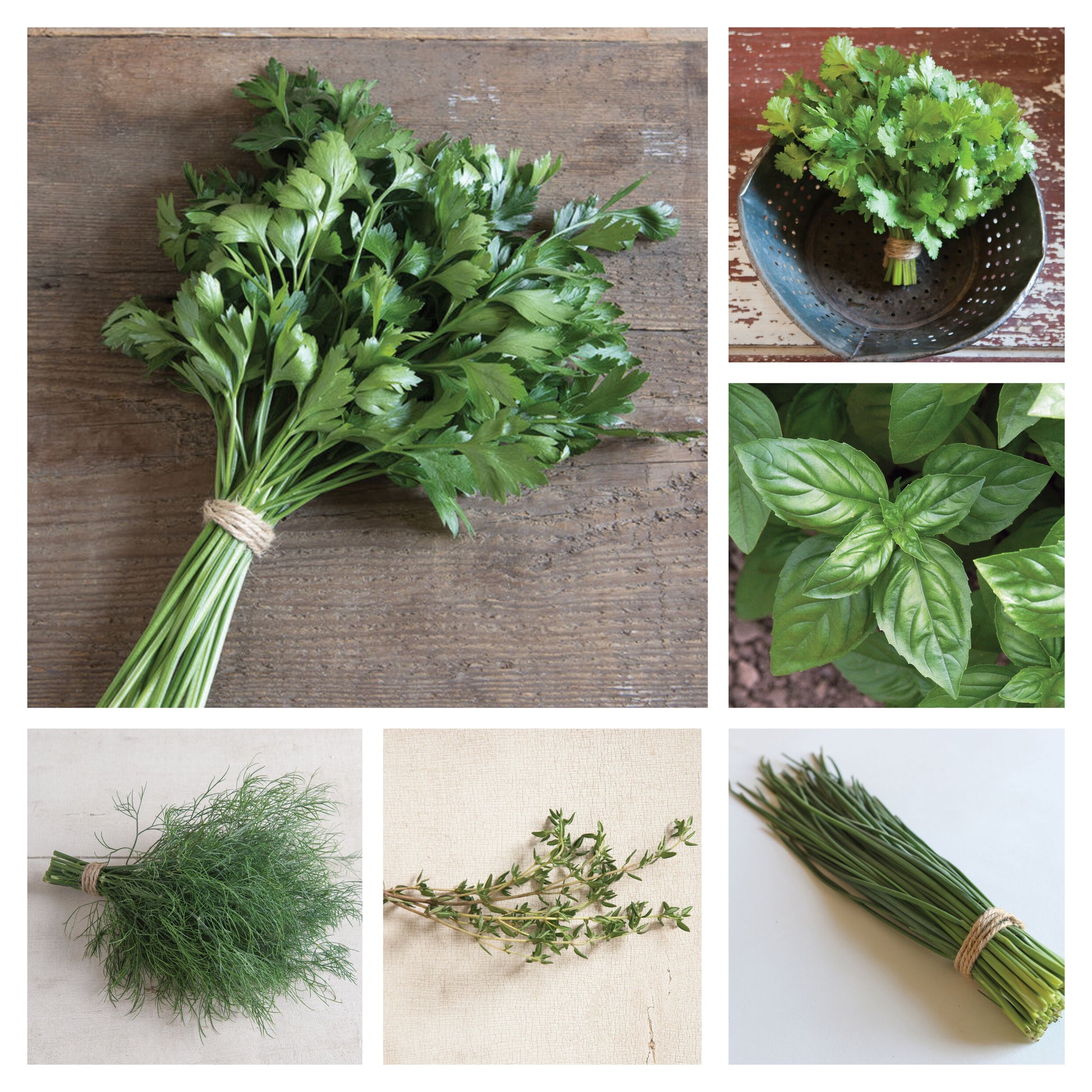 Herb Variety: Basil, Parsley, Chives, Thyme, Dill, Cilantro (25+ seeds for each ×6)