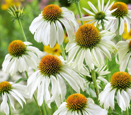 White Swan Echinacea seeds