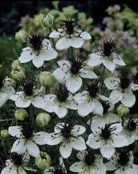 50+ Nigella African Bride seeds