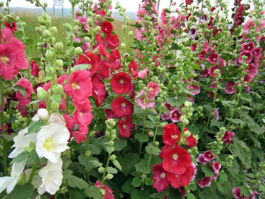 Hollyhock Indian Spring seeds