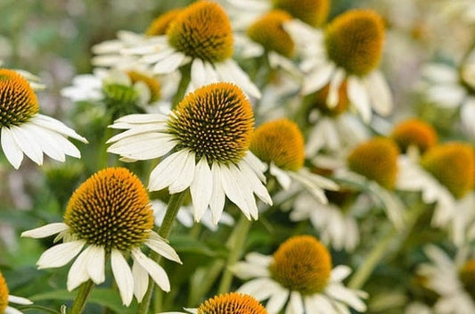 White Swan Echinacea seeds