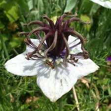 Nigella African Bride seeds