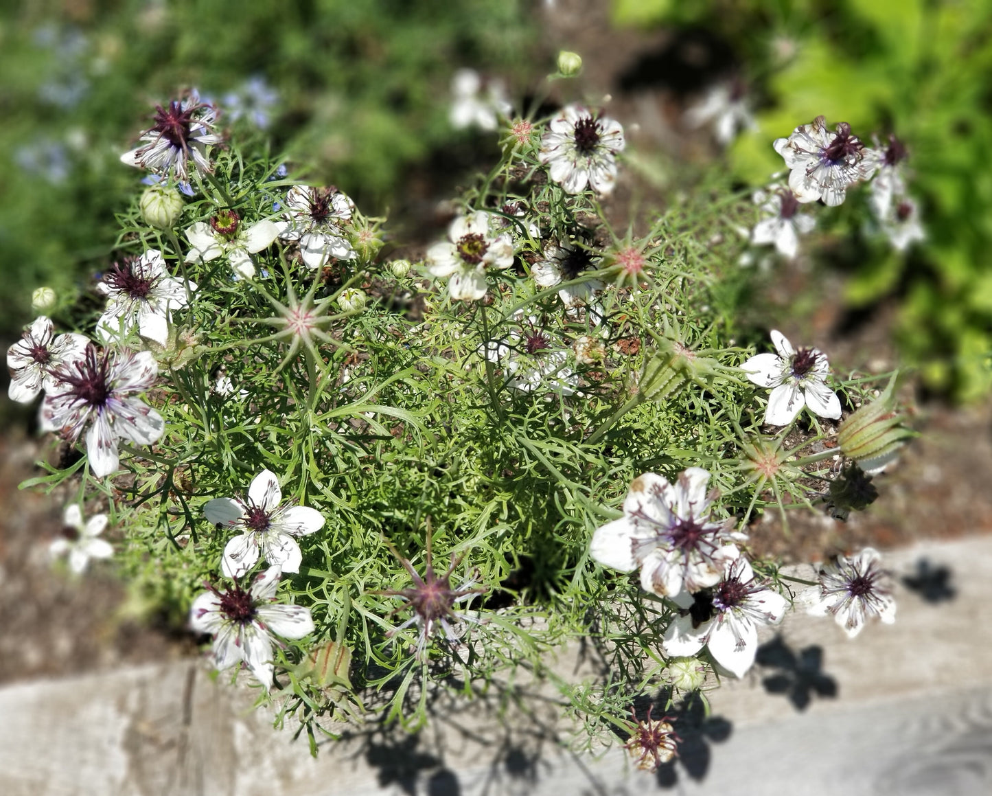 Nigella African Bride seeds