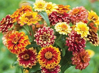 Zinnia Variety: Giant Coral, Giant Buttercream, Green Envy, Jazzy Mix (40 seeds for each variety x4)