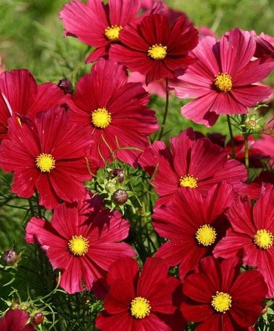 Cosmos Rubenza seeds