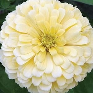  Zinnia Giant Dahlia Flowered "Buttercream" seeds