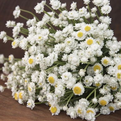 50+ Ammobium Winged Everlasting seeds