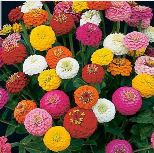 Zinnia Sunbow Mix seeds