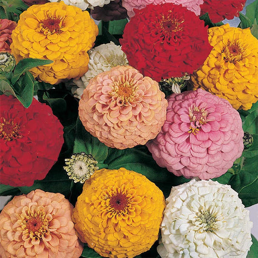 Zinnia Oklahoma Mix seeds