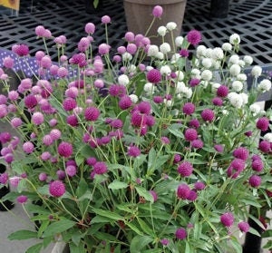 Gomphrena QIS mix seeds