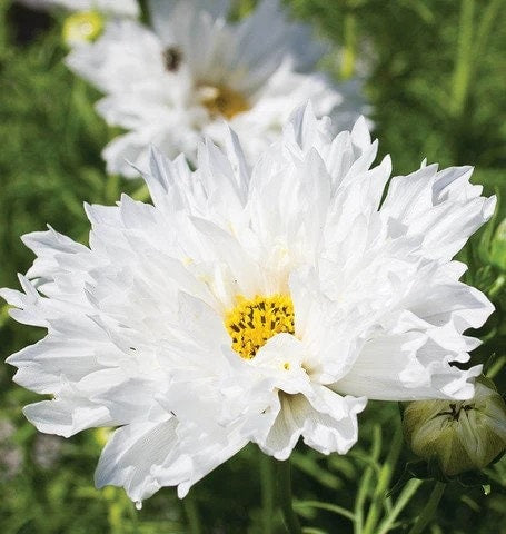 Cosmos Double Click Snow Puff seeds