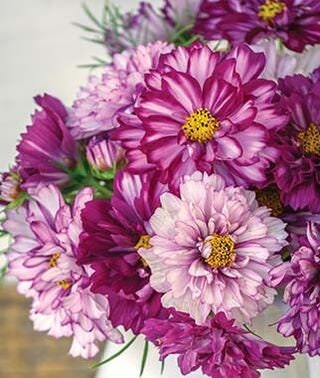 Cosmos Double Click Bi-color Violet seeds