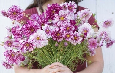Cosmos Double Click Bi-color Violet seeds