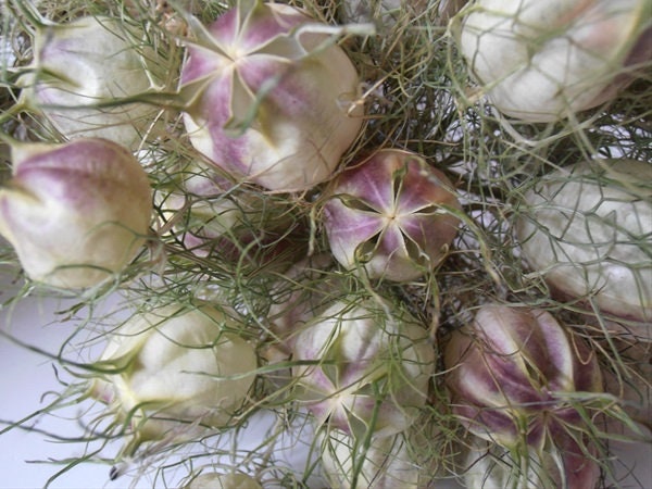 50+ Nigella Midnight Love-in-a-mist seeds