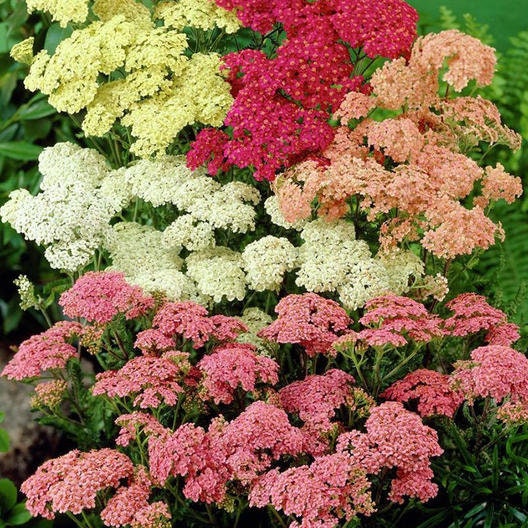 Yarrow Colorado Mix seeds