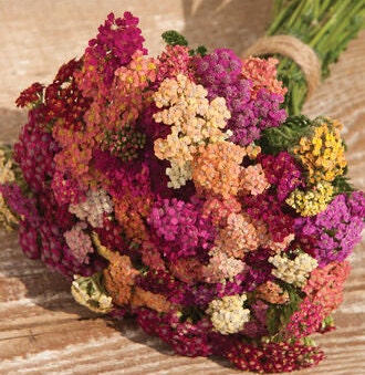 Yarrow Colorado Mix seeds