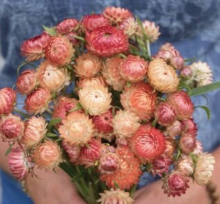 Strawflower Apricot/Peach Mix seeds