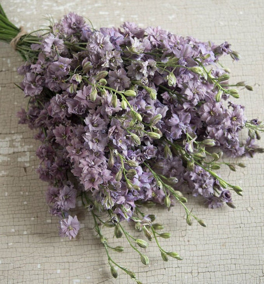 Larkspur Misty Lavender/Earl Grey seeds