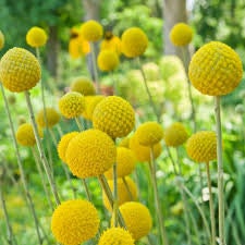 Craspedia Drumstick seeds