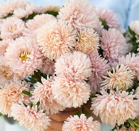 King Apricot Aster seeds