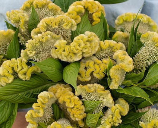 Celosia Cramers' Lemon-Lime seeds