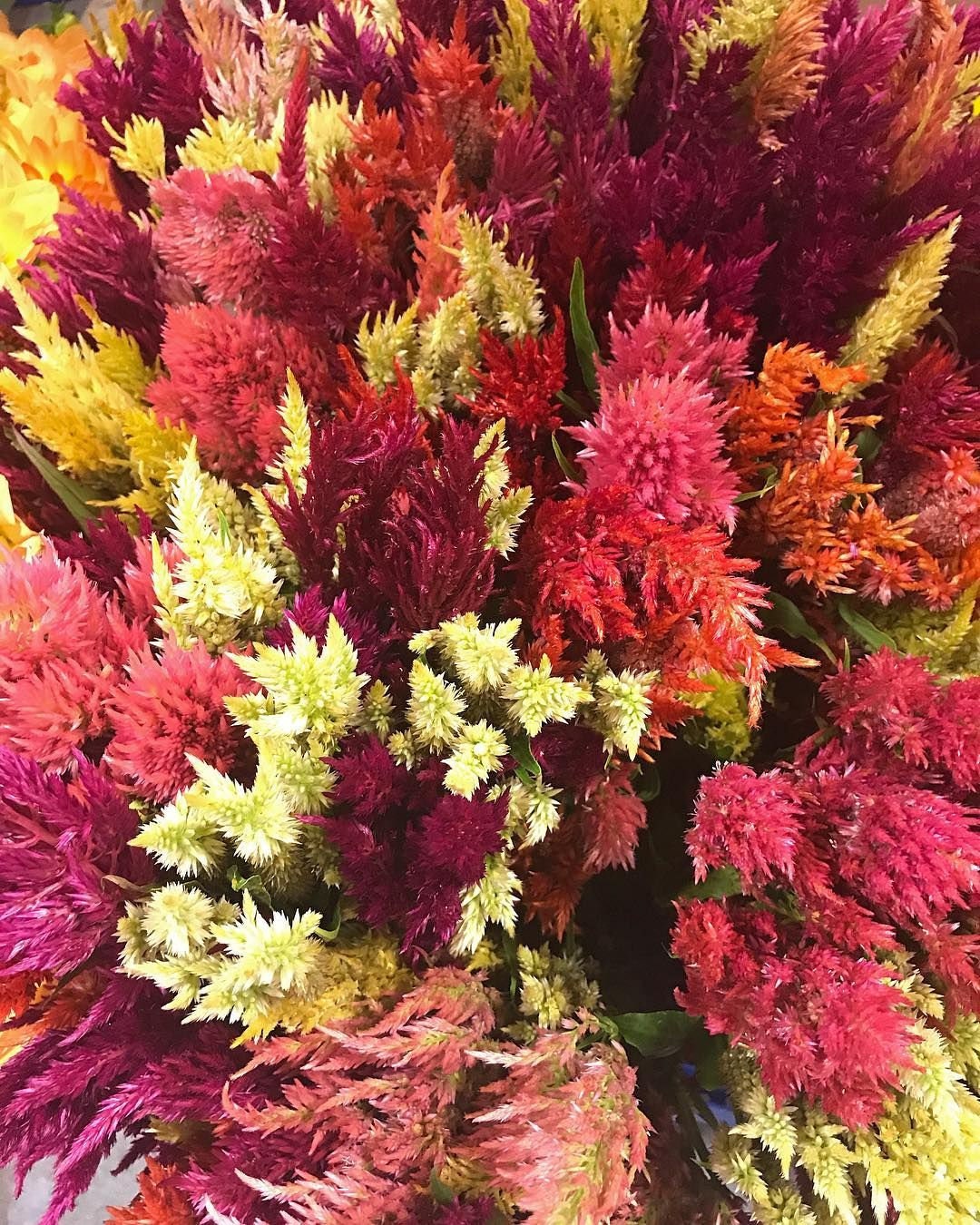 Celosia Variety: Chief Gold, Chief Persimmon, Cramers' Lemon-Lime and Pampas Plume (30+ seeds for each variety x4)