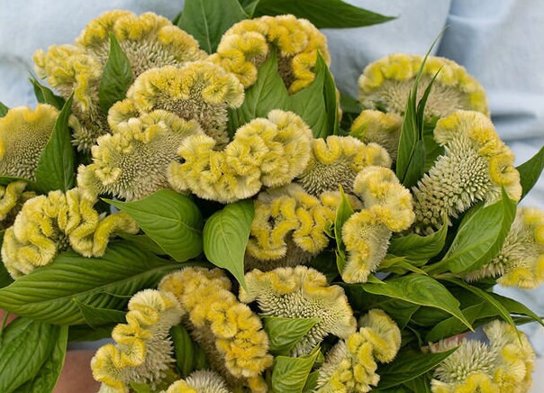 Celosia Variety: Chief Gold, Chief Persimmon, Cramers' Lemon-Lime and Pampas Plume (30+ seeds for each variety x4)