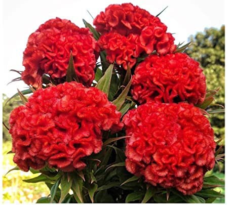 Celosia Chief Persimmon seeds