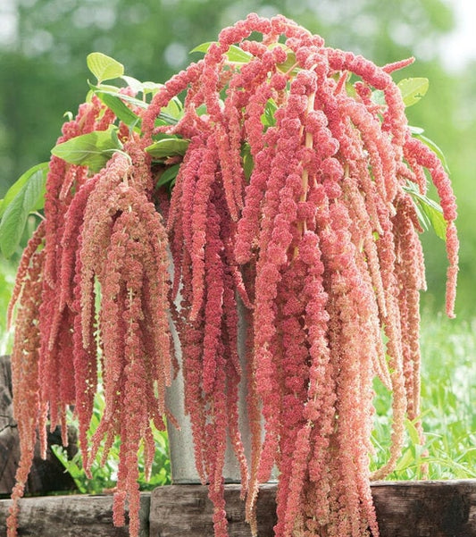 Amaranth Coral Fountain seed