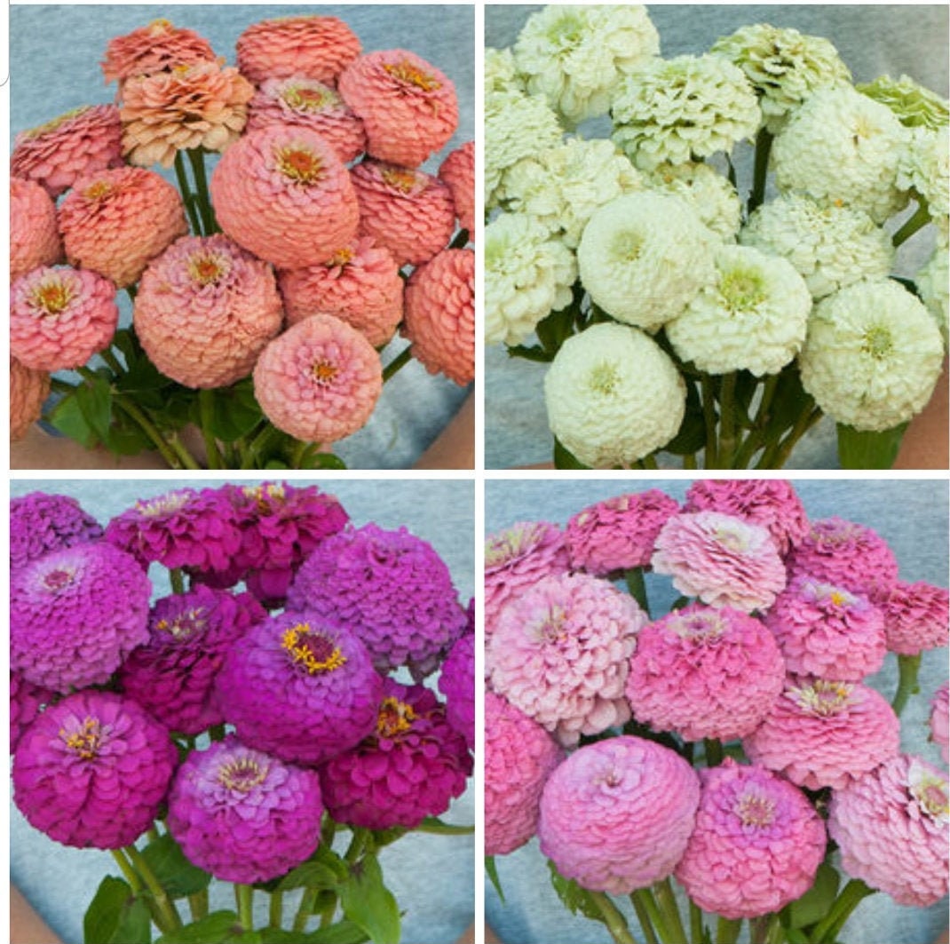 Oklahoma Zinnia Variety: Salmon, White, Carmine, Pink (25 seeds for each variety ×4)