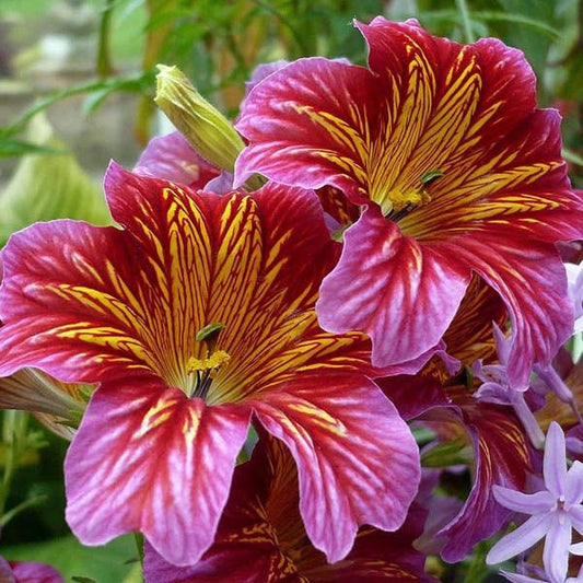 Salpiglossis Painted Tongue seeds