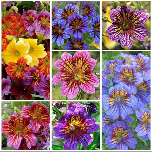 Salpiglossis Painted Tongue seeds