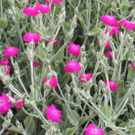 Rose Campion Lychnis Coronaria seeds