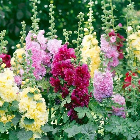 Hollyhock Summer Carnival seeds
